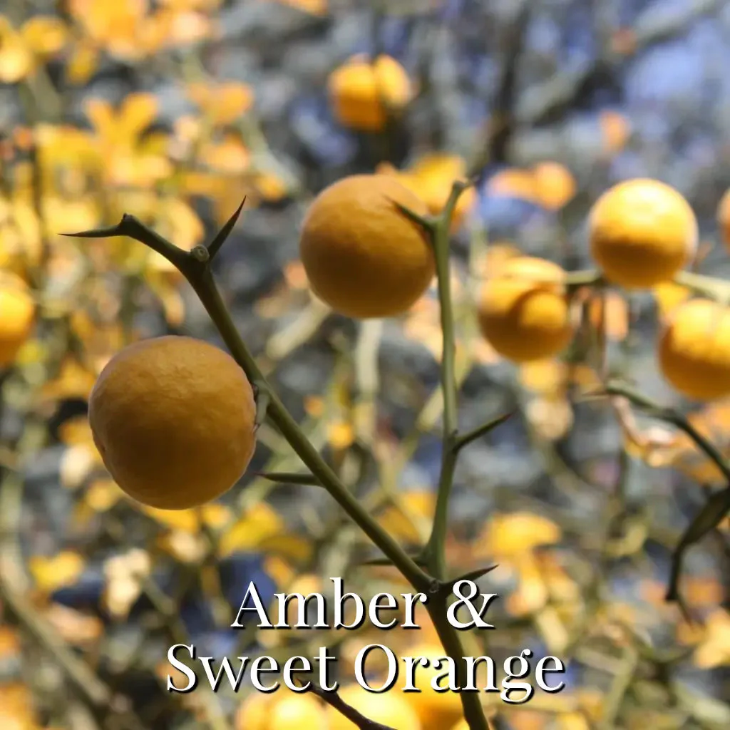 Amber & Sweet Orange Reed Diffuser - Image 5