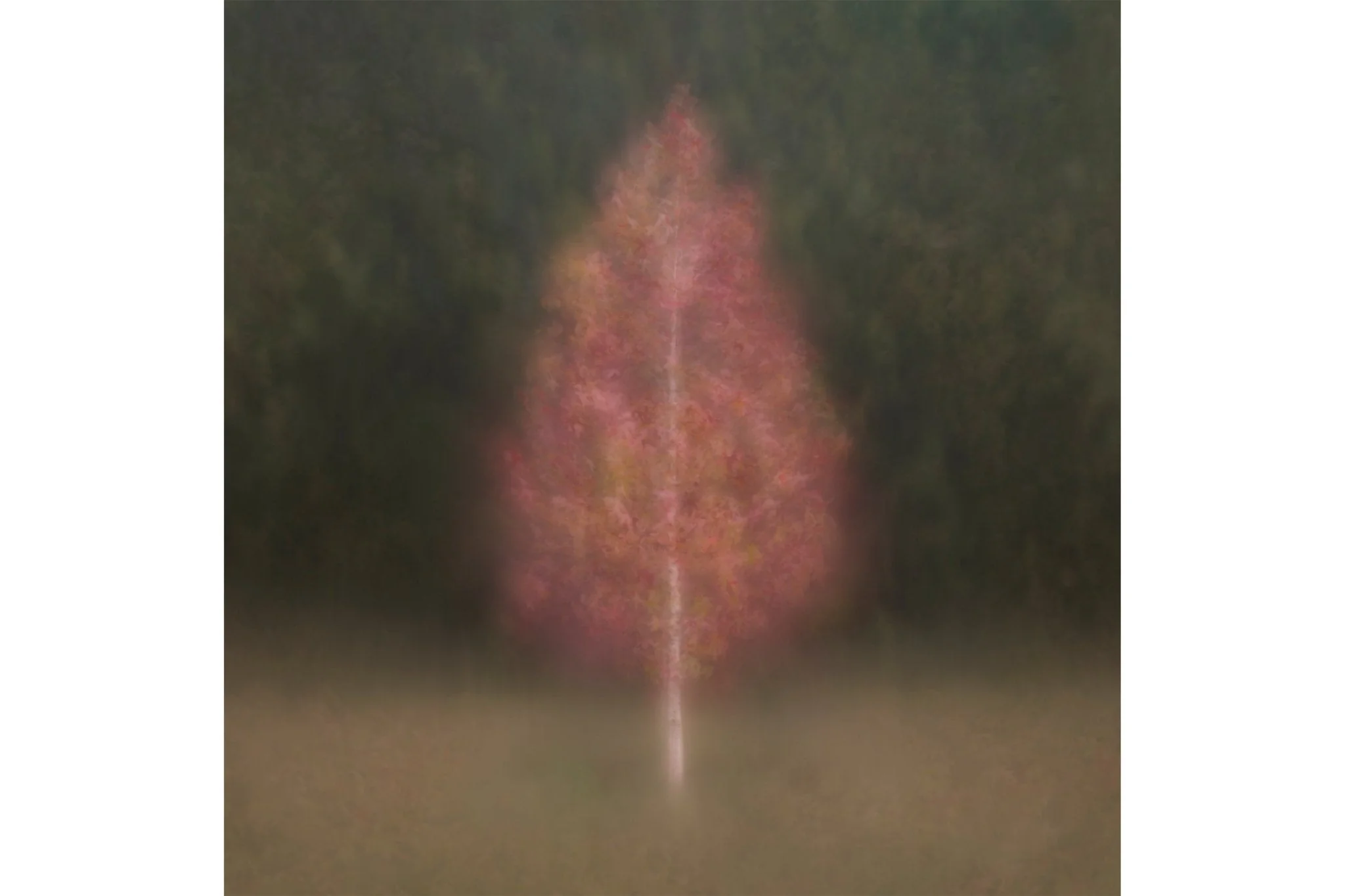Aruna - Fine Art Tree Print for Home Interiors - Image 4