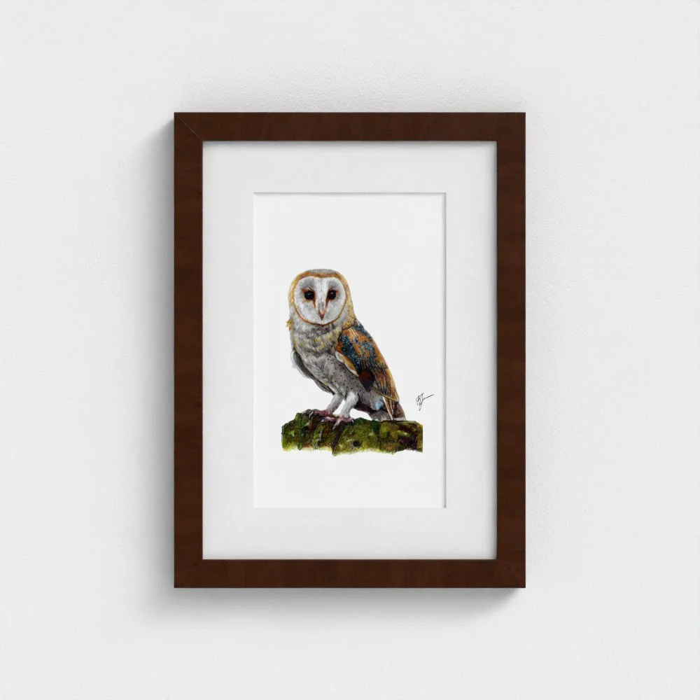 Barn Owl Print