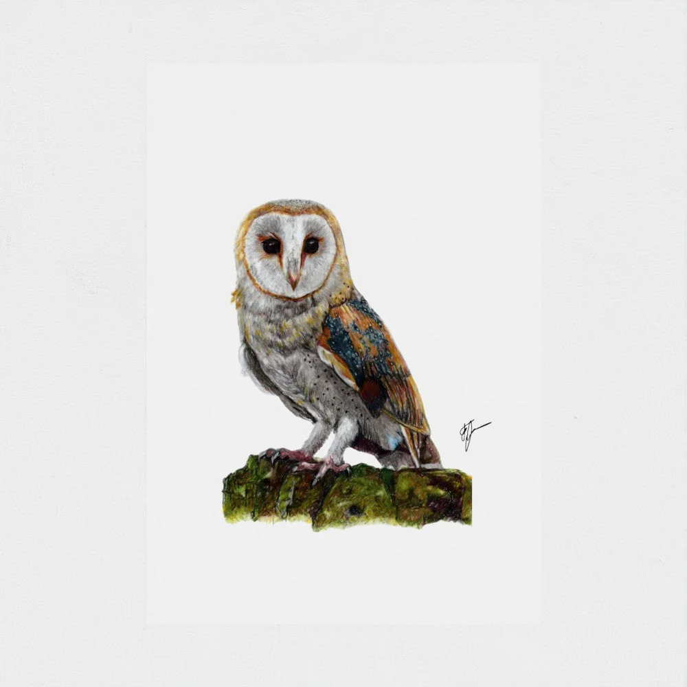 Barn Owl Print - Image 3