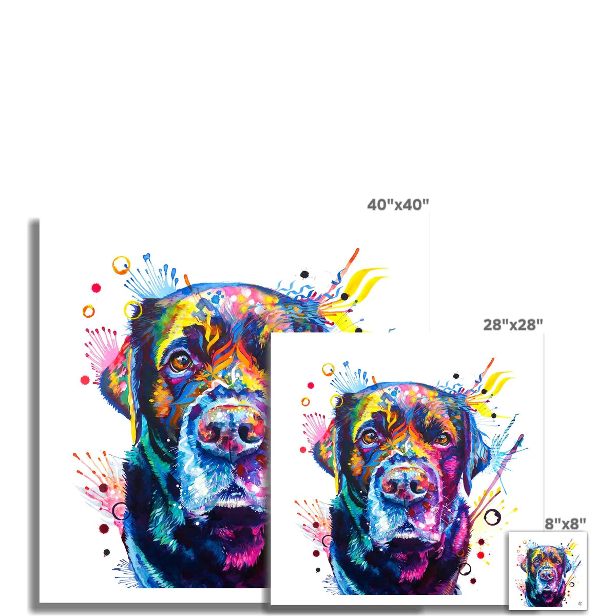 Beckett the Black Lab Fine Art Print - Image 3
