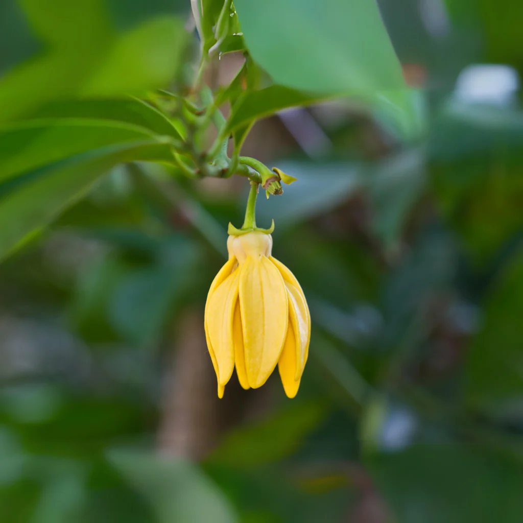 Candle Making Kit - Ginger Lily & Ylang Ylang - Image 2