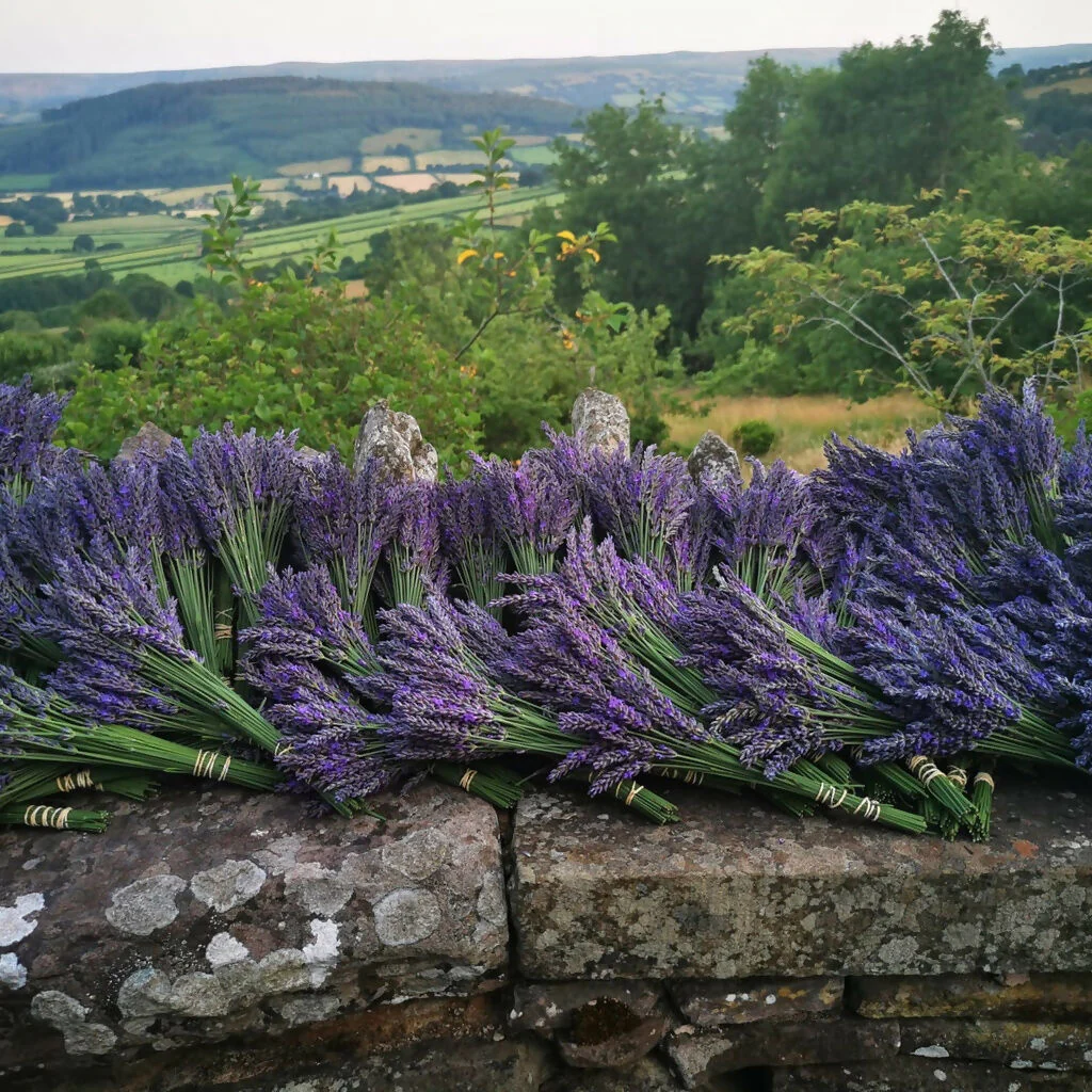 Chilcott Lavender Luxury Gift Set - Image 4