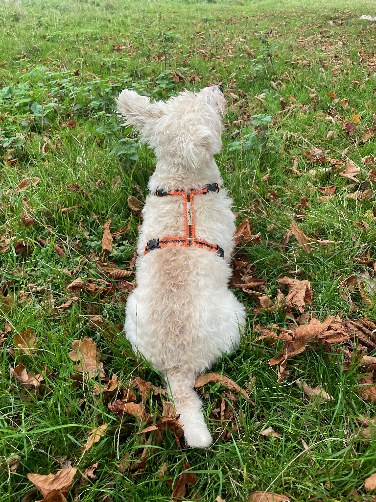 Dog Harness in Orange and Brown Stripe - sizes - SMALL - S/M - M/L - Image 4