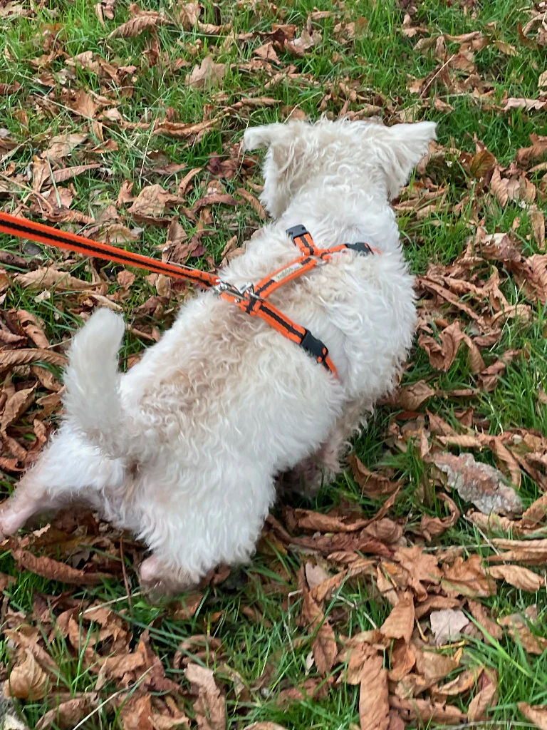 Dog Harness in Orange and Brown Stripe - sizes - SMALL - S/M - M/L - Image 5