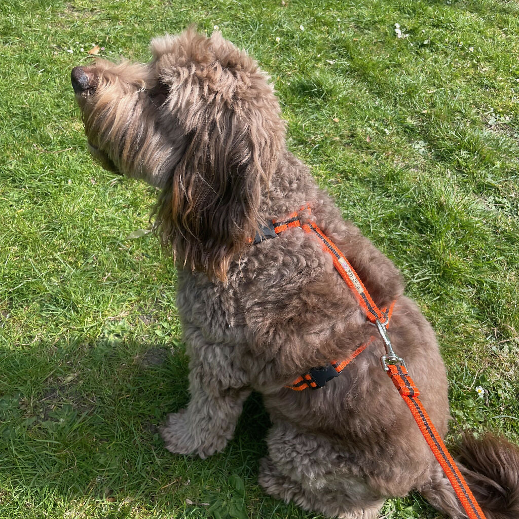 Dog Harness in Orange and Brown Stripe - sizes - SMALL - S/M - M/L - Image 7