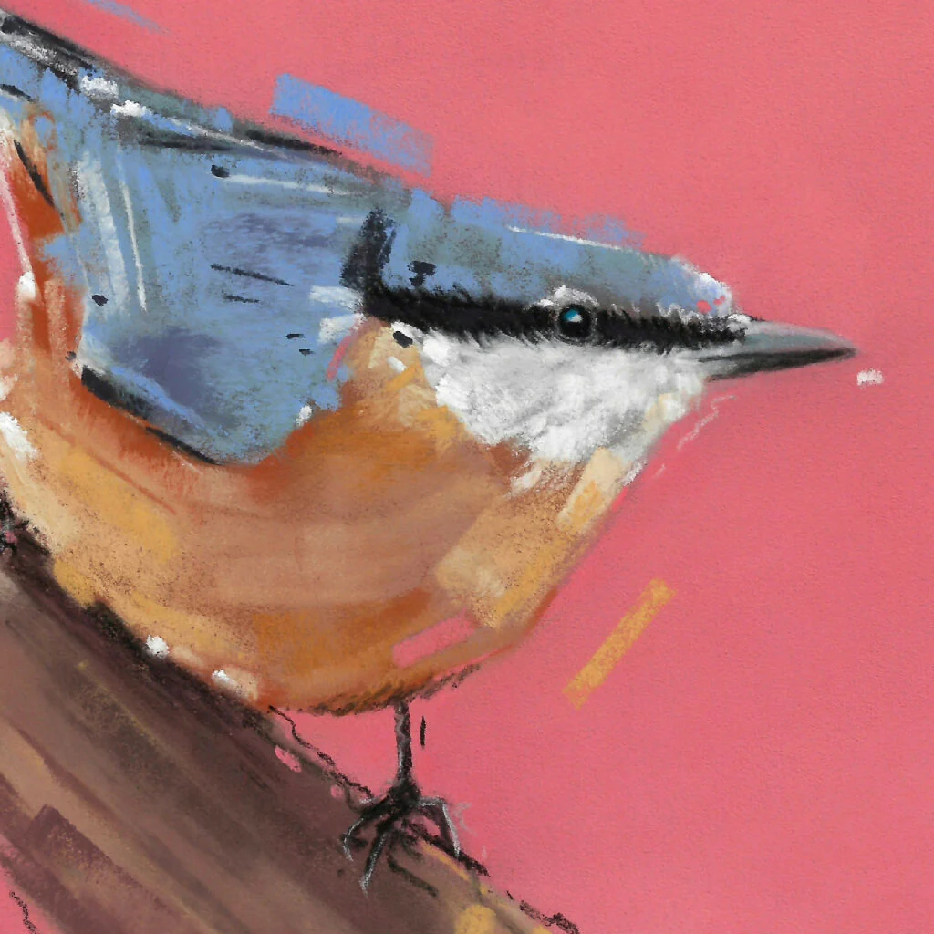 Curious Climber Nuthatch Giclee Fine Art Print with Coral Pink Background - Image 2
