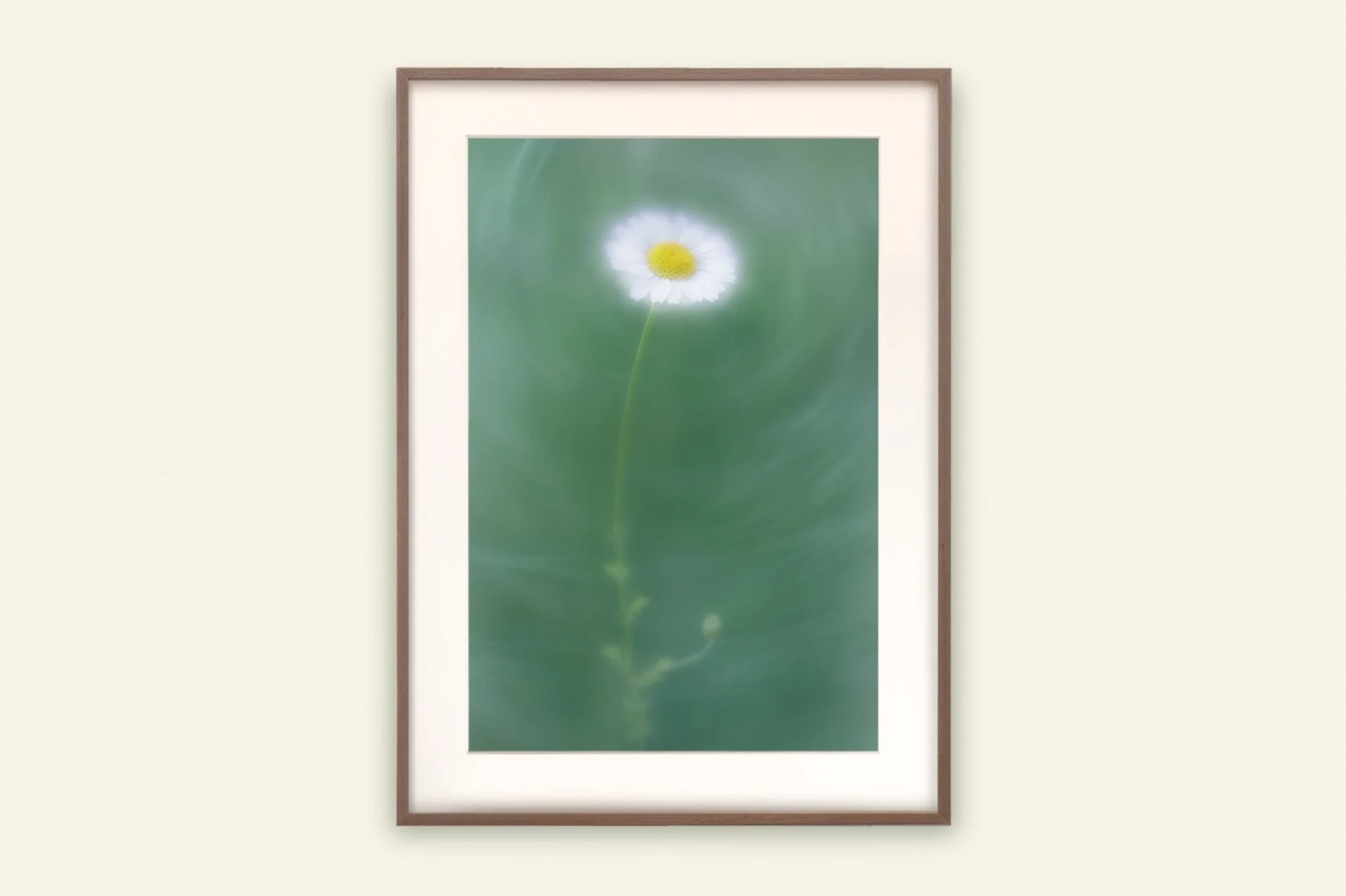 Daisy - Flower Art Print for Home Interiors - Image 2