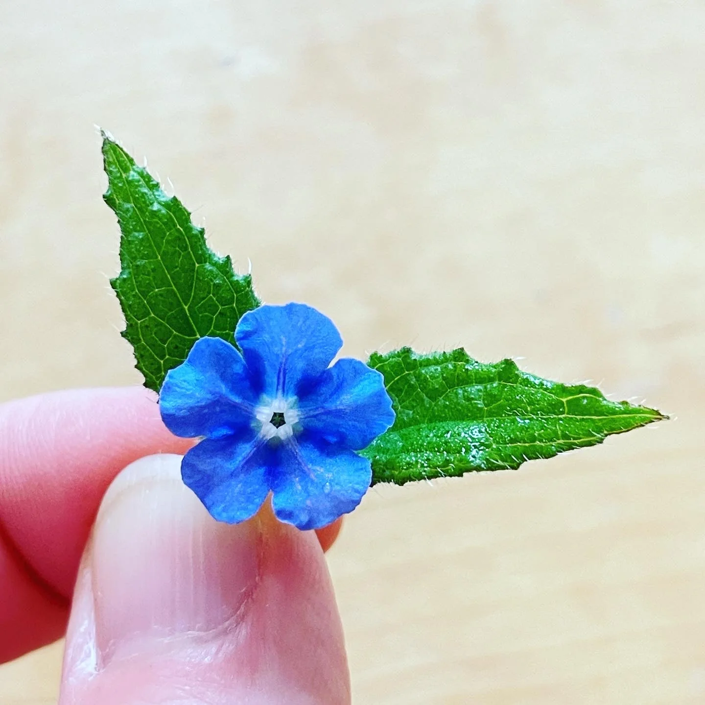 Dangling earrings with real pink and blue flower - Image 8