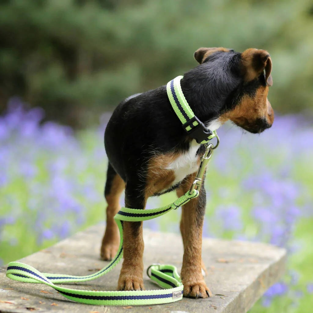 Dog Collar & Lead SET in Lime And Navy Stripe - Image 3