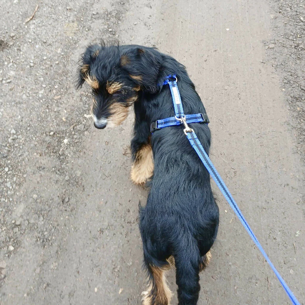 Dog Harness In Blue and Black Stripe - sizes - SMALL - S/M - M/L - Image 5