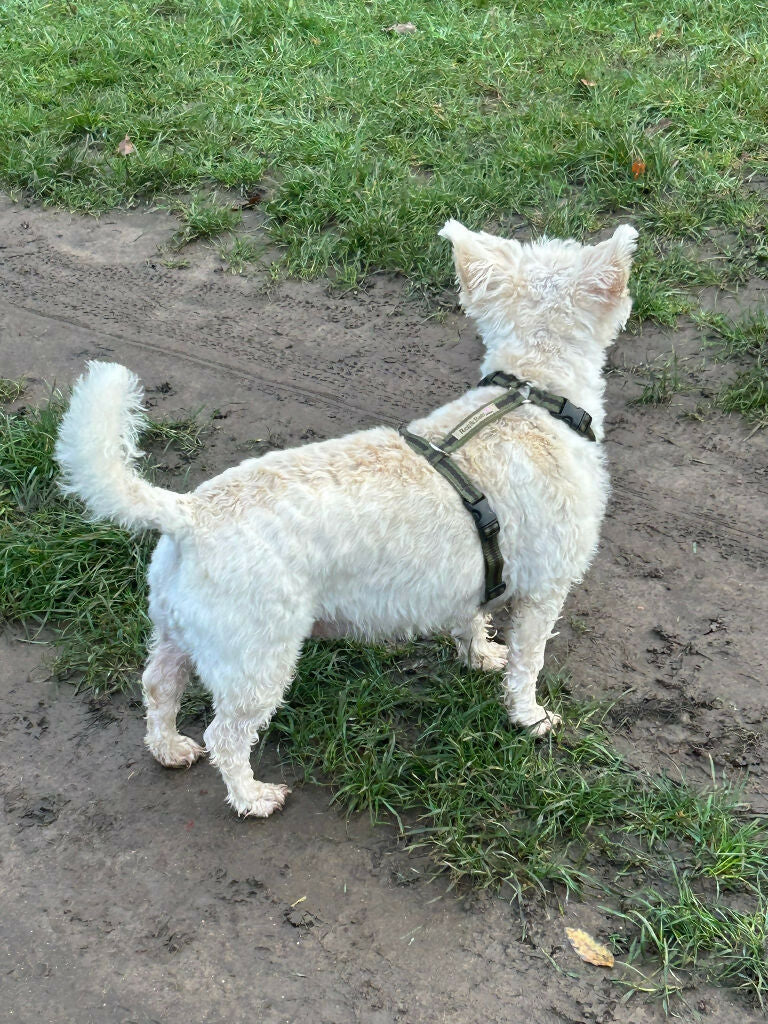 Dog Harness in Khaki and Brown stripe - sizes - SMALL - S/M - M/L - Image 4