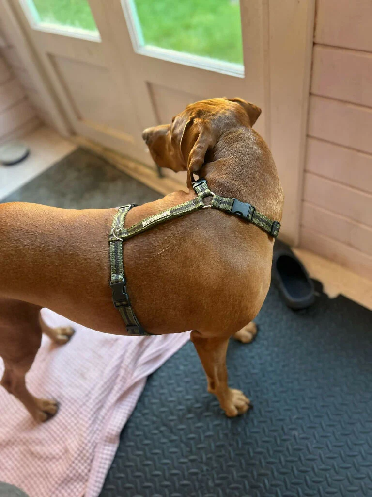 Dog Harness in Khaki and Brown stripe - sizes - SMALL - S/M - M/L - Image 7