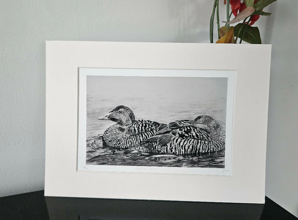 Female eider ducks print, Drift and Dream, limited edition mounted A4 size, black and white