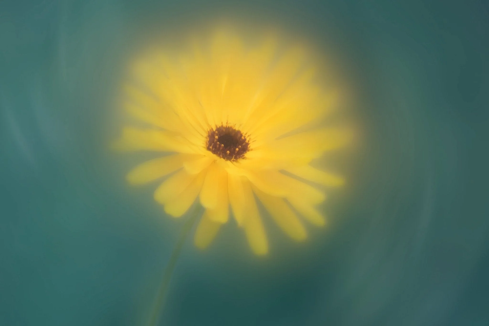Field Marigold - Flower Art Print for Home Interiors - Image 7