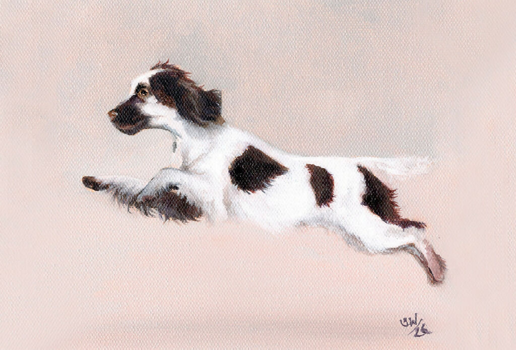 Happy Springer Spaniel - Framed Giclée Print - Image 2