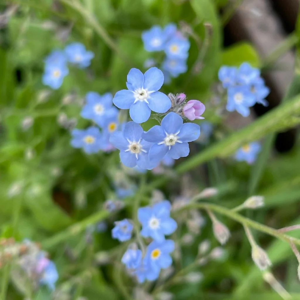 Heart necklace with forget-me-not flowers - Image 10