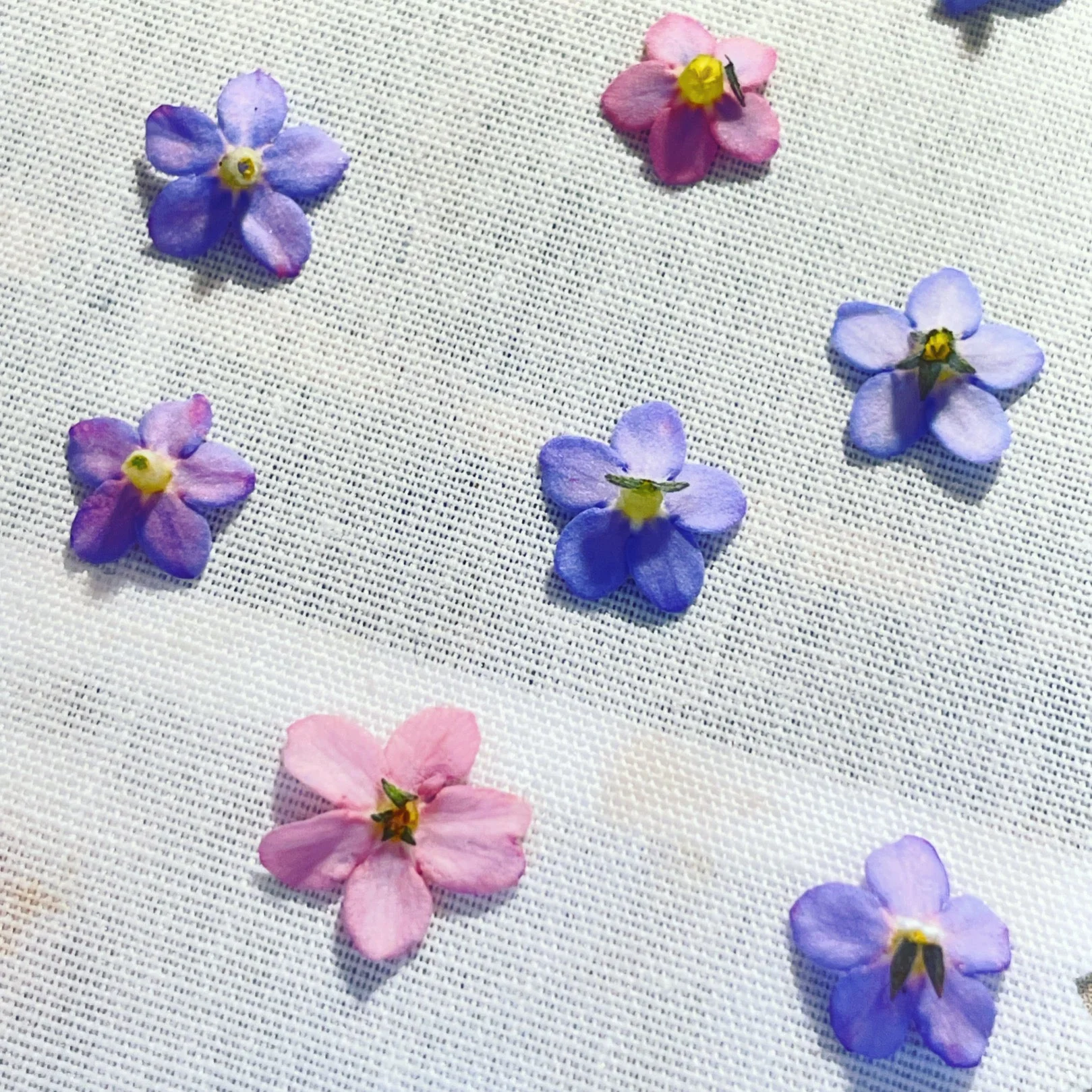 Mini stud earrings with forget-me-not flowers in 6mm - Image 10