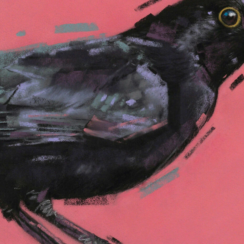 Morning Perch Blackbird Giclee Fine Art Print with Coral Pink Background - Image 2