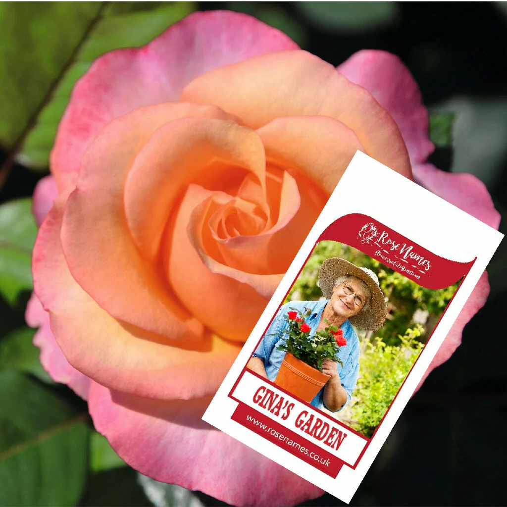 Name a Birthday Rose - Image 2