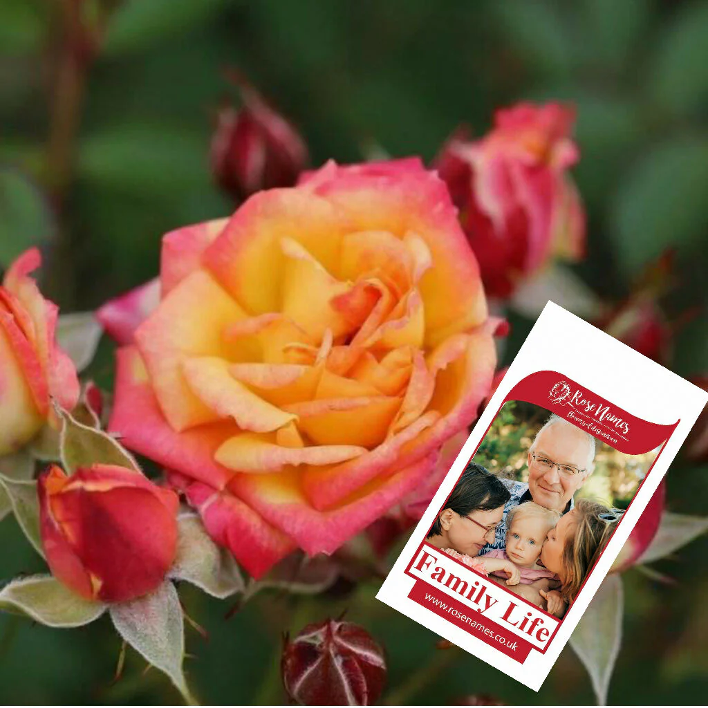 Name a Remembrance Rose - Image 10