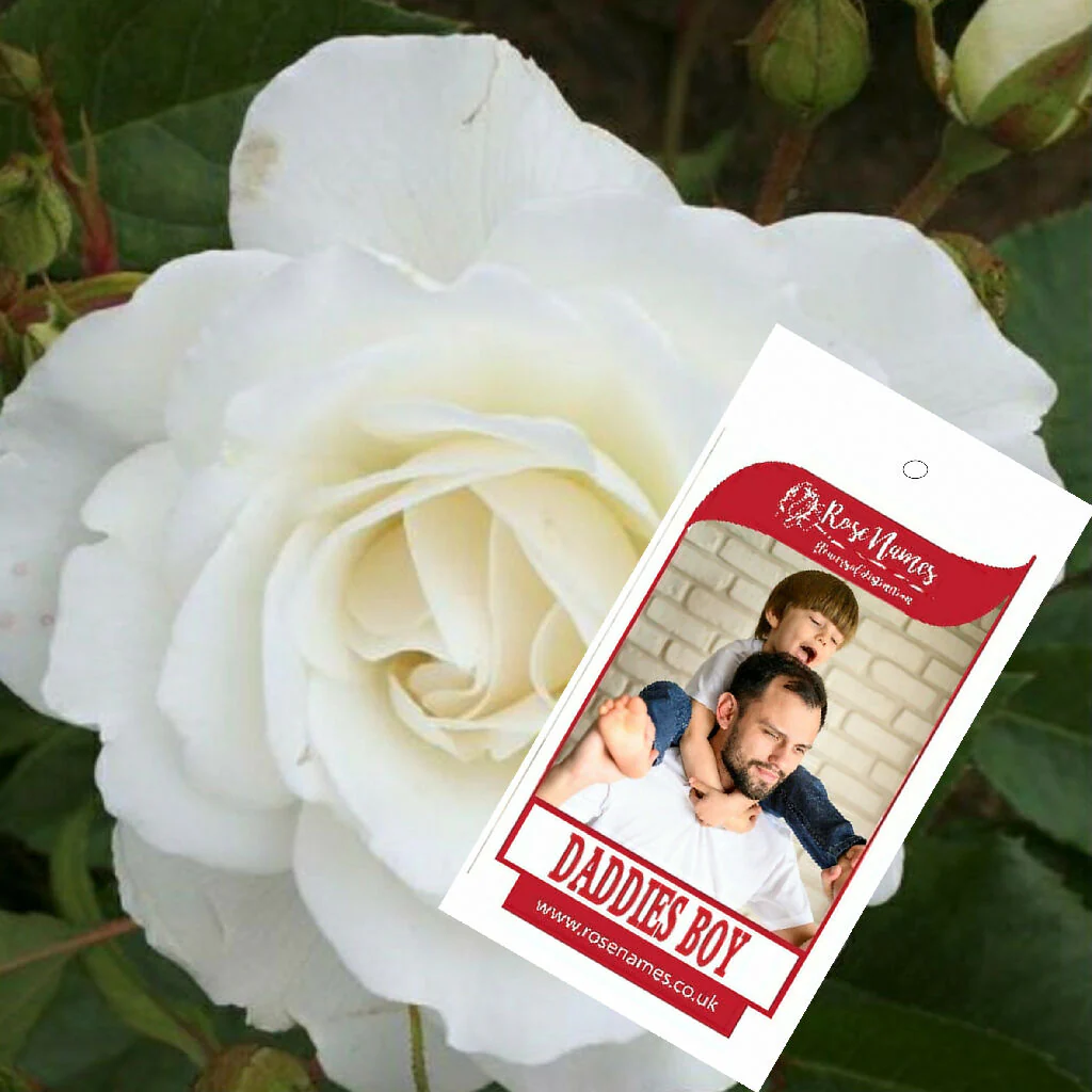 Name a Rose
