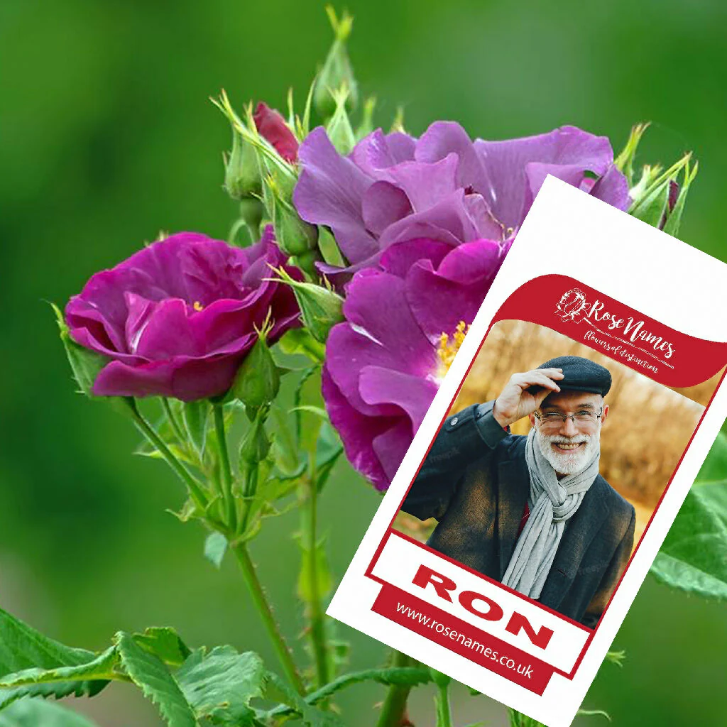 Name a Rose - Image 8