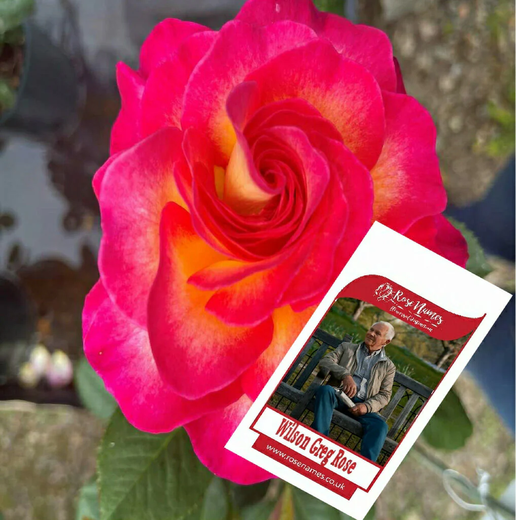 Name a Rose - Image 9