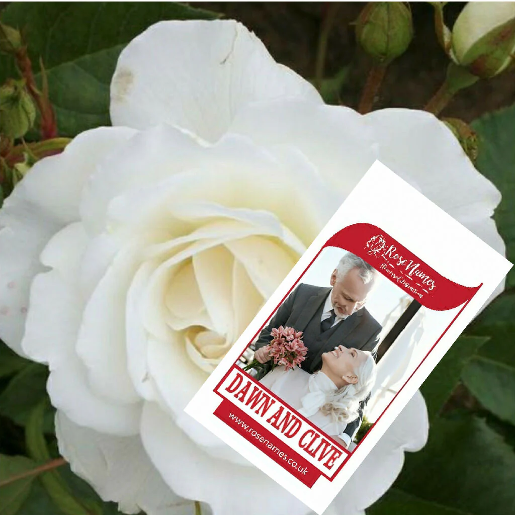 Name a Wedding Day Rose - Image 2