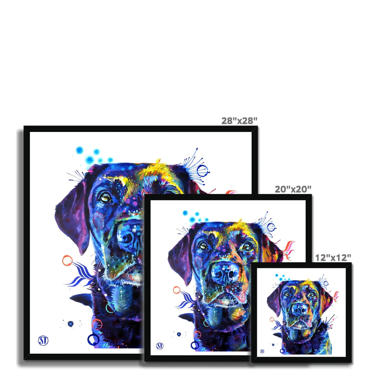 Neli the Black Labrador Framed Print - Image 10