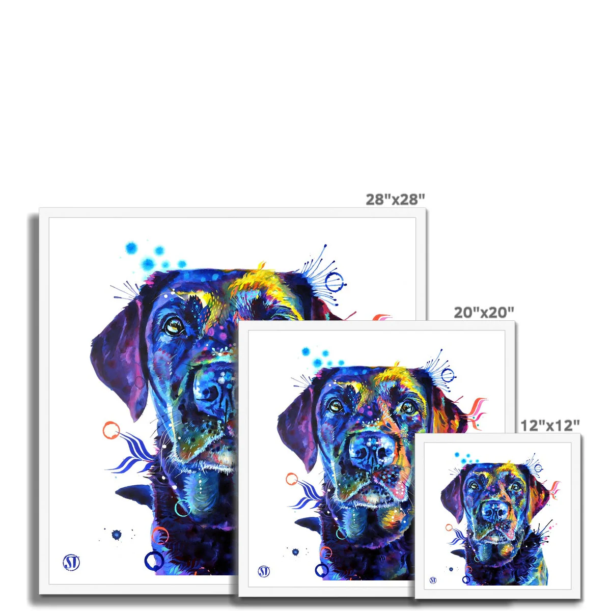Neli the Black Labrador Framed Print - Image 11