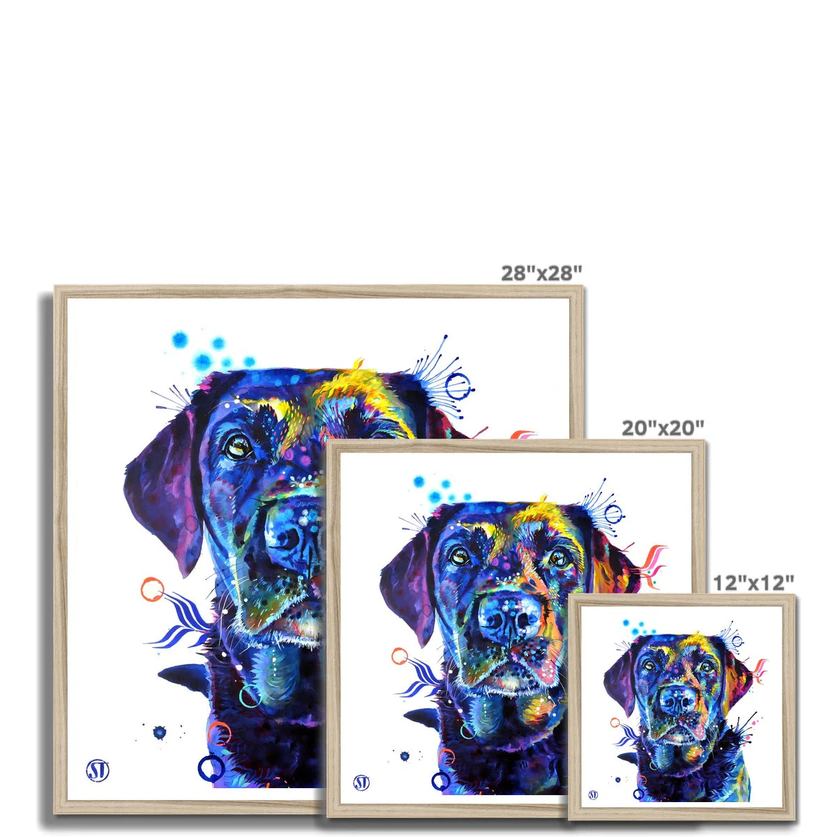 Neli the Black Labrador Framed Print - Image 12