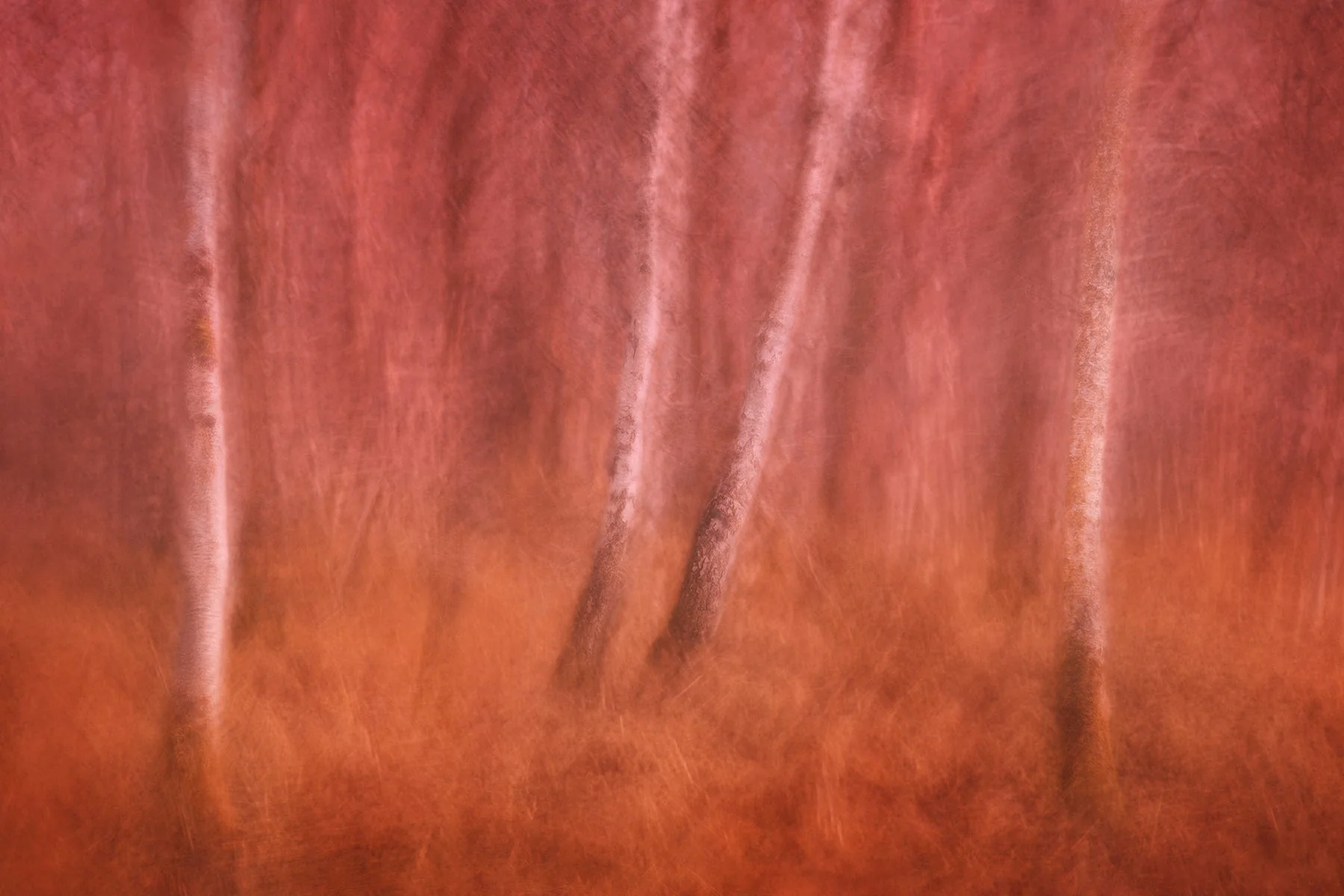 Ochre Wood - Warming Autumnal Art Print - Image 5