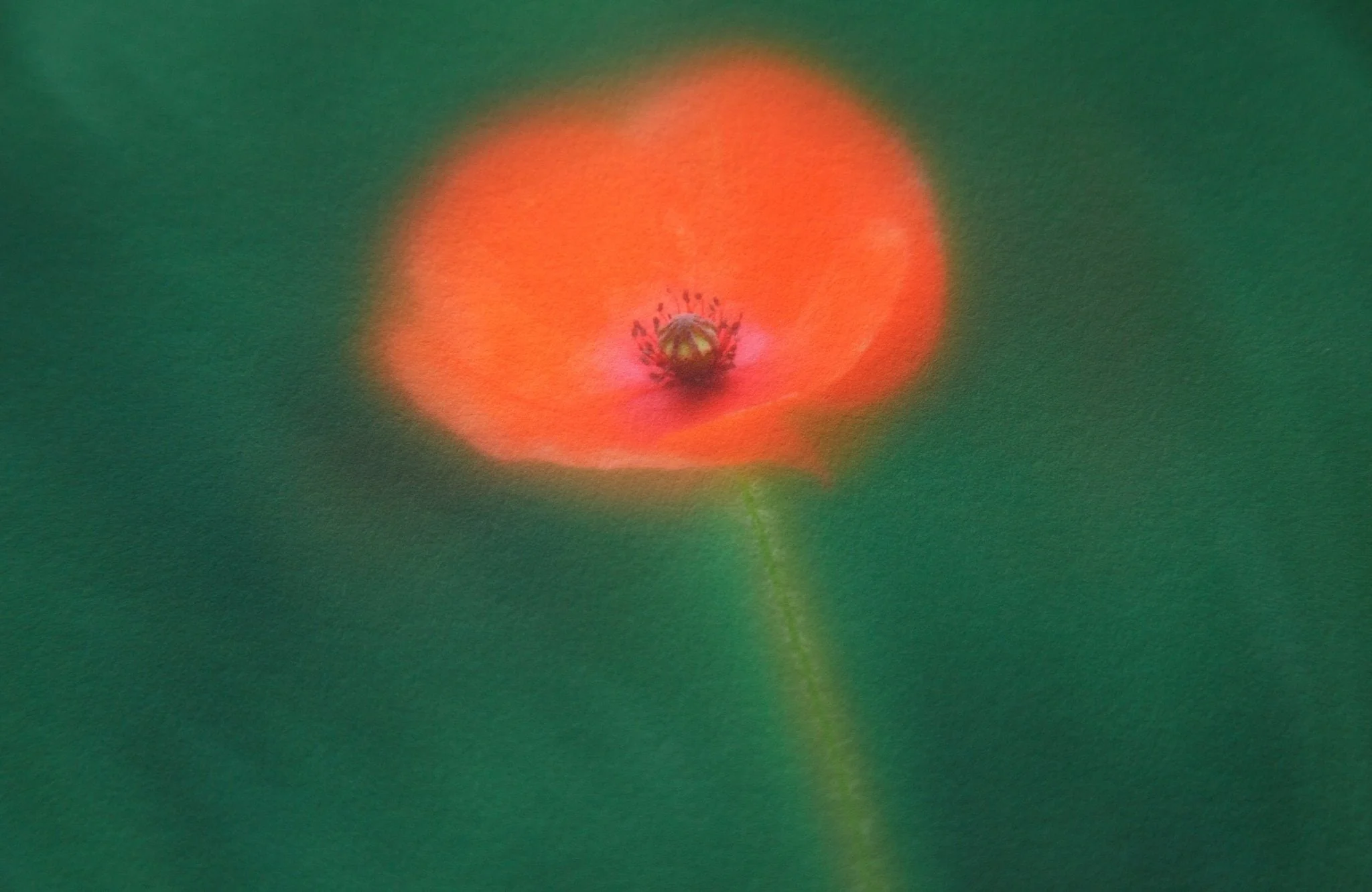 Poppy - Flower Art Print for Home Interiors - Image 6