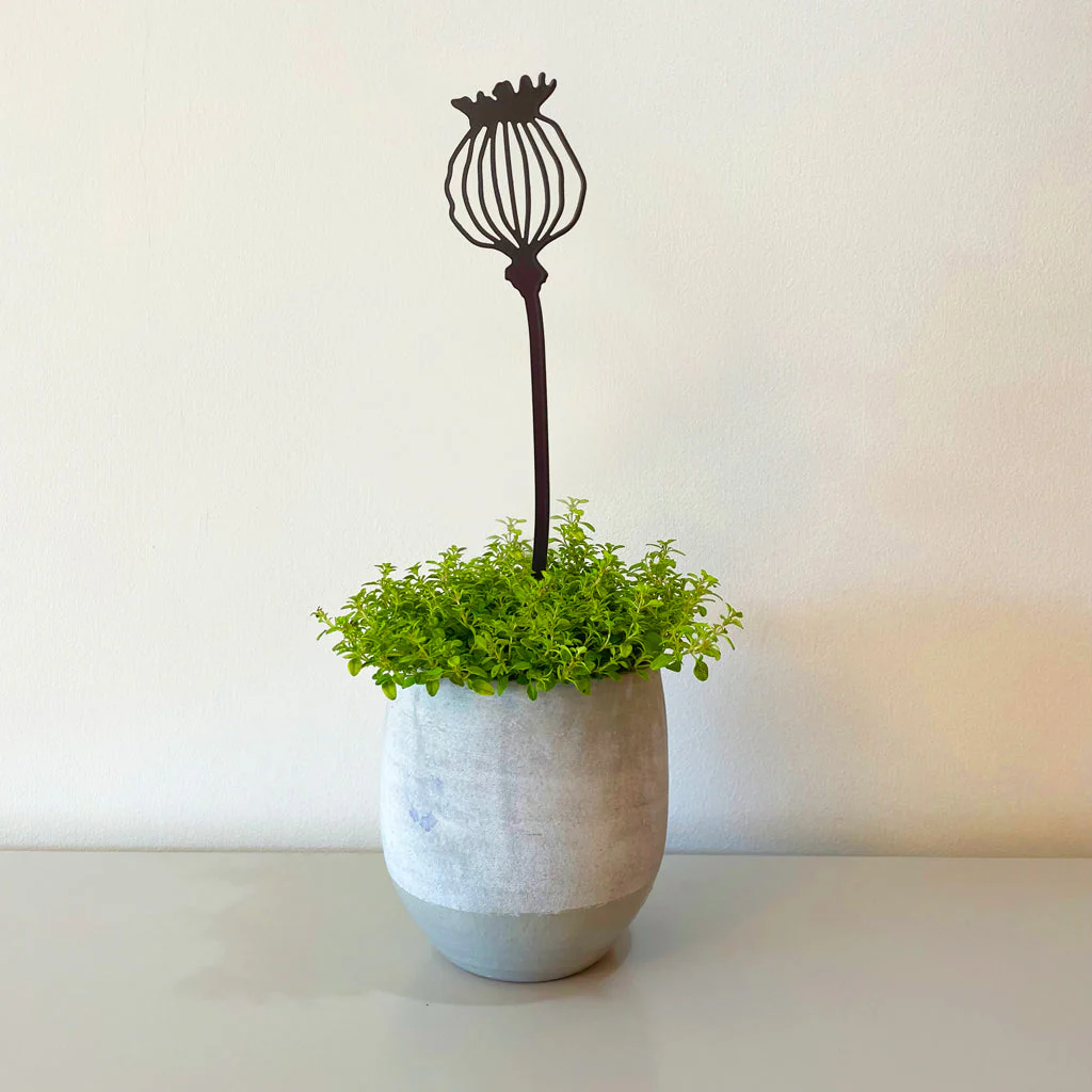 Pot Stems - Poppy