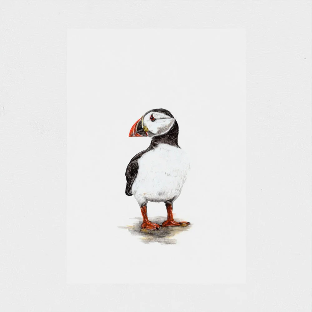 Puffin Print - Image 3