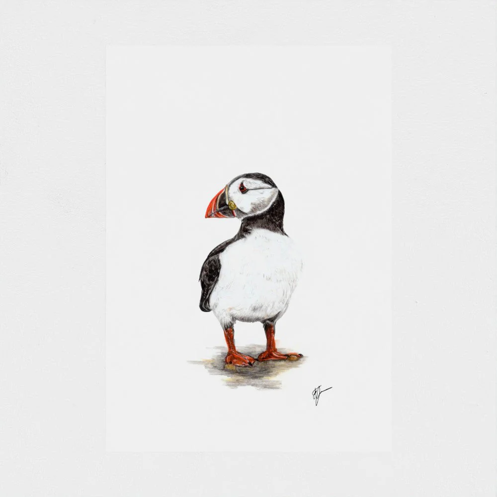Puffin Print - Image 5