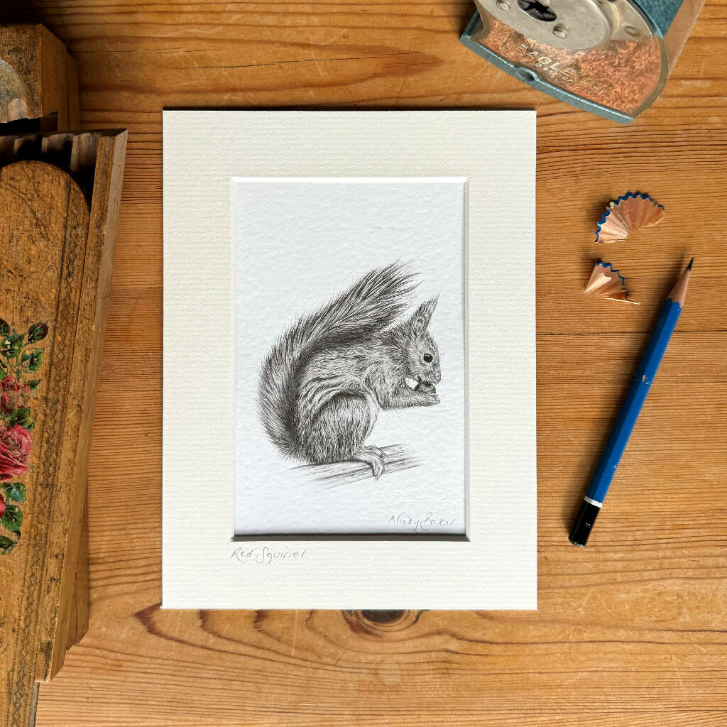 Red Squirrel art print size 6