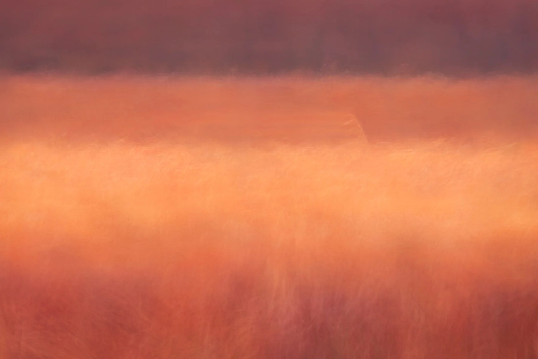 Reed Lines - Contemporary Landscape Interior Design - Image 4
