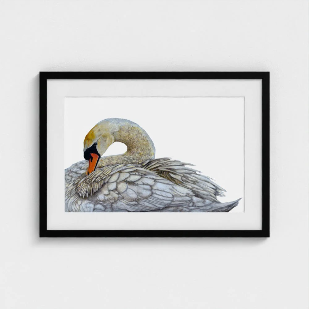 Swan Print