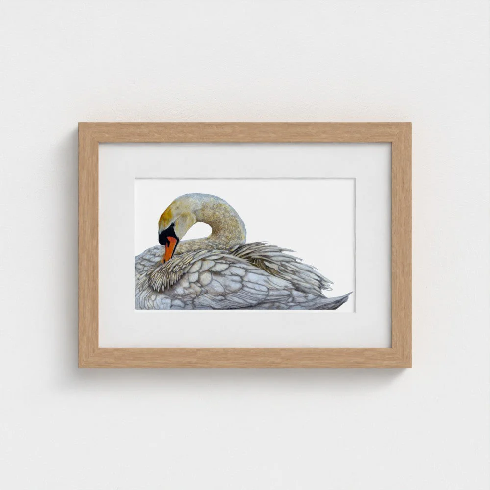 Swan Print - Image 15
