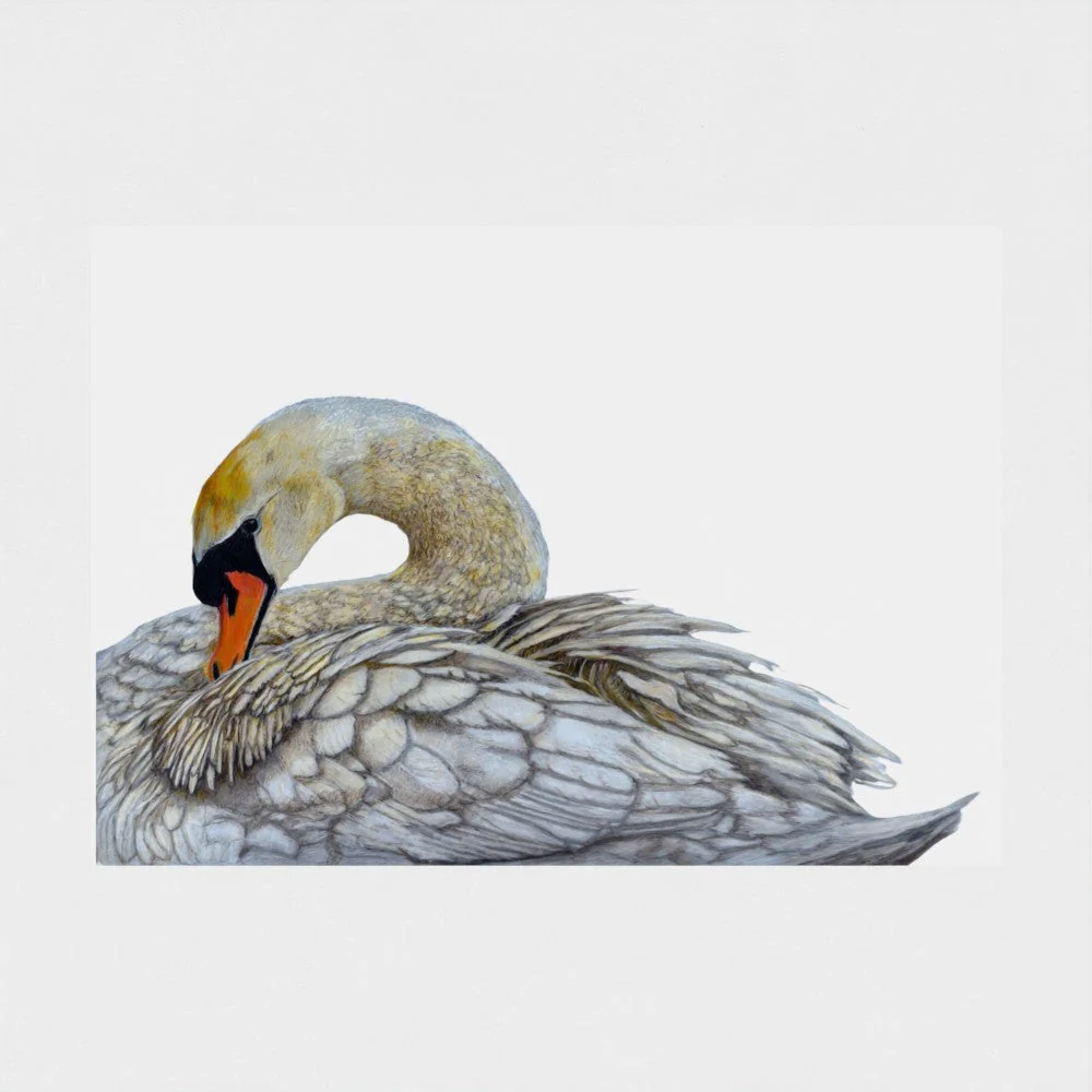 Swan Print - Image 5