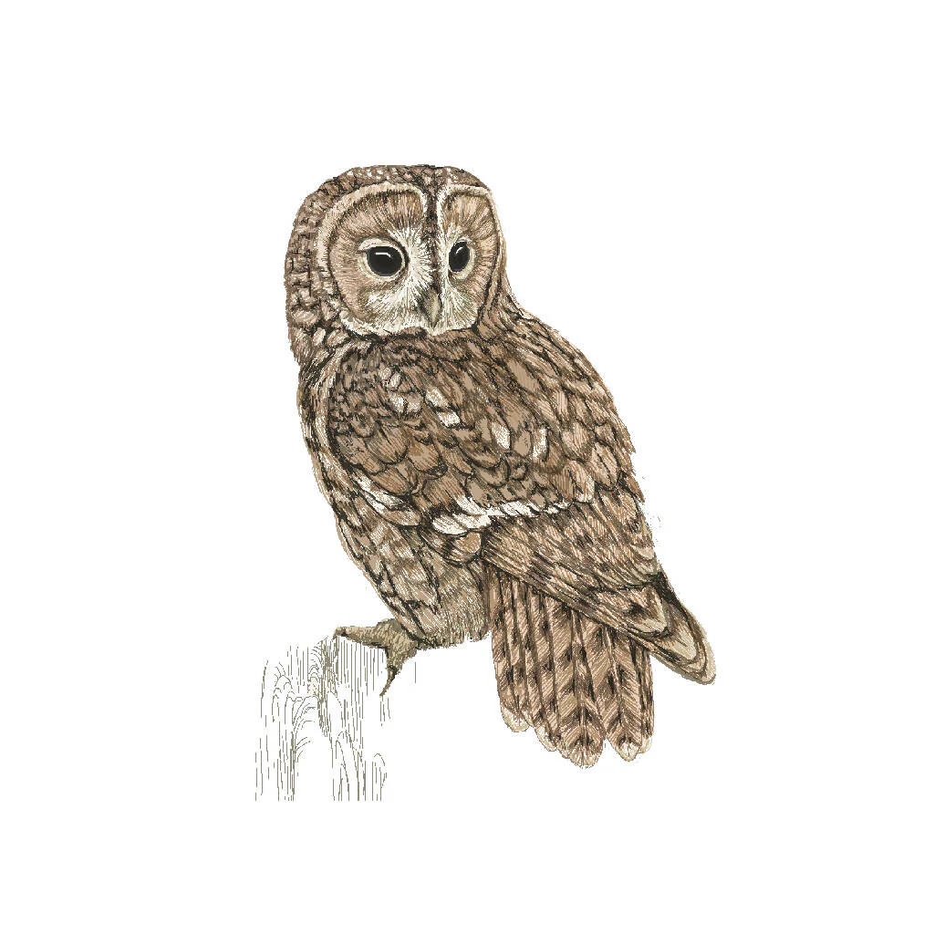 Tawny Owl White -Signed and mounted Giclée Art Print - Image 6