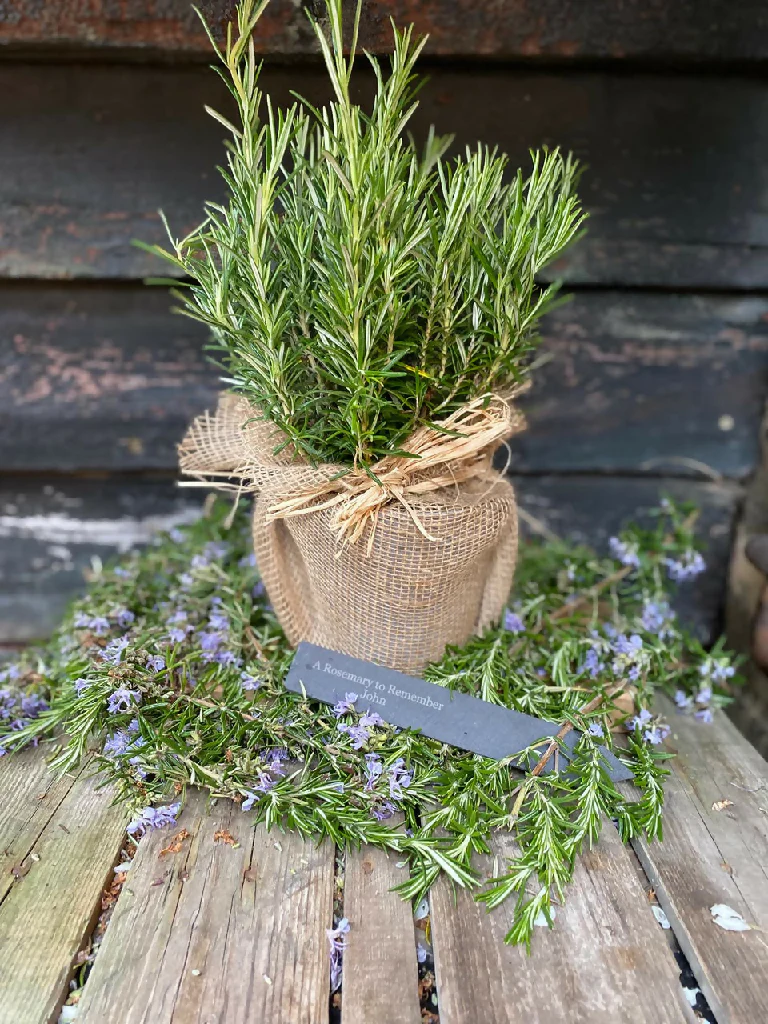 The Rosemary for Remembrance Gift - Image 2