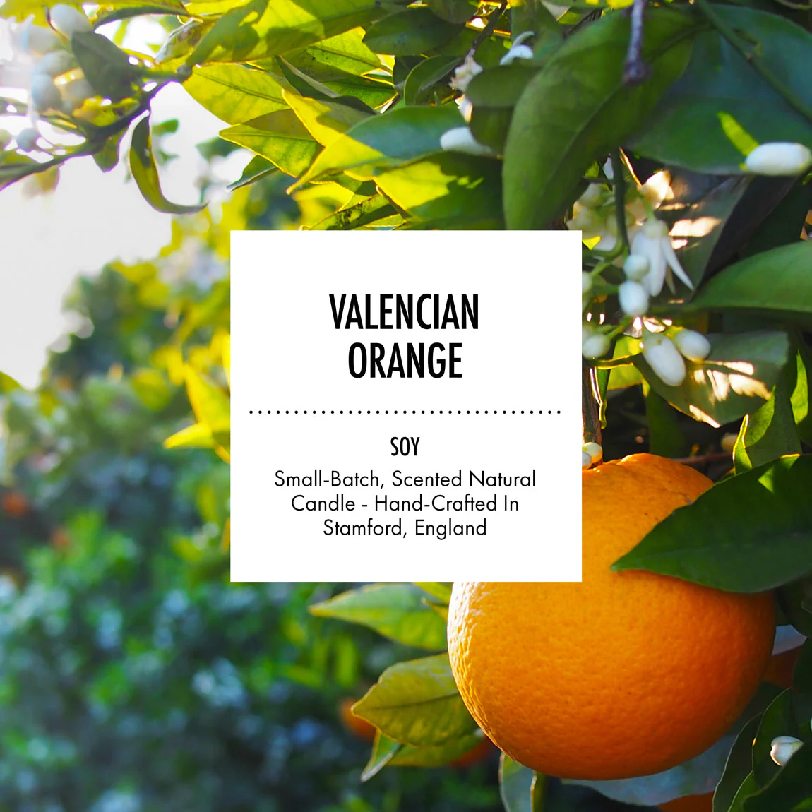 Valencian Orange - Scented Soy Candle - Image 3