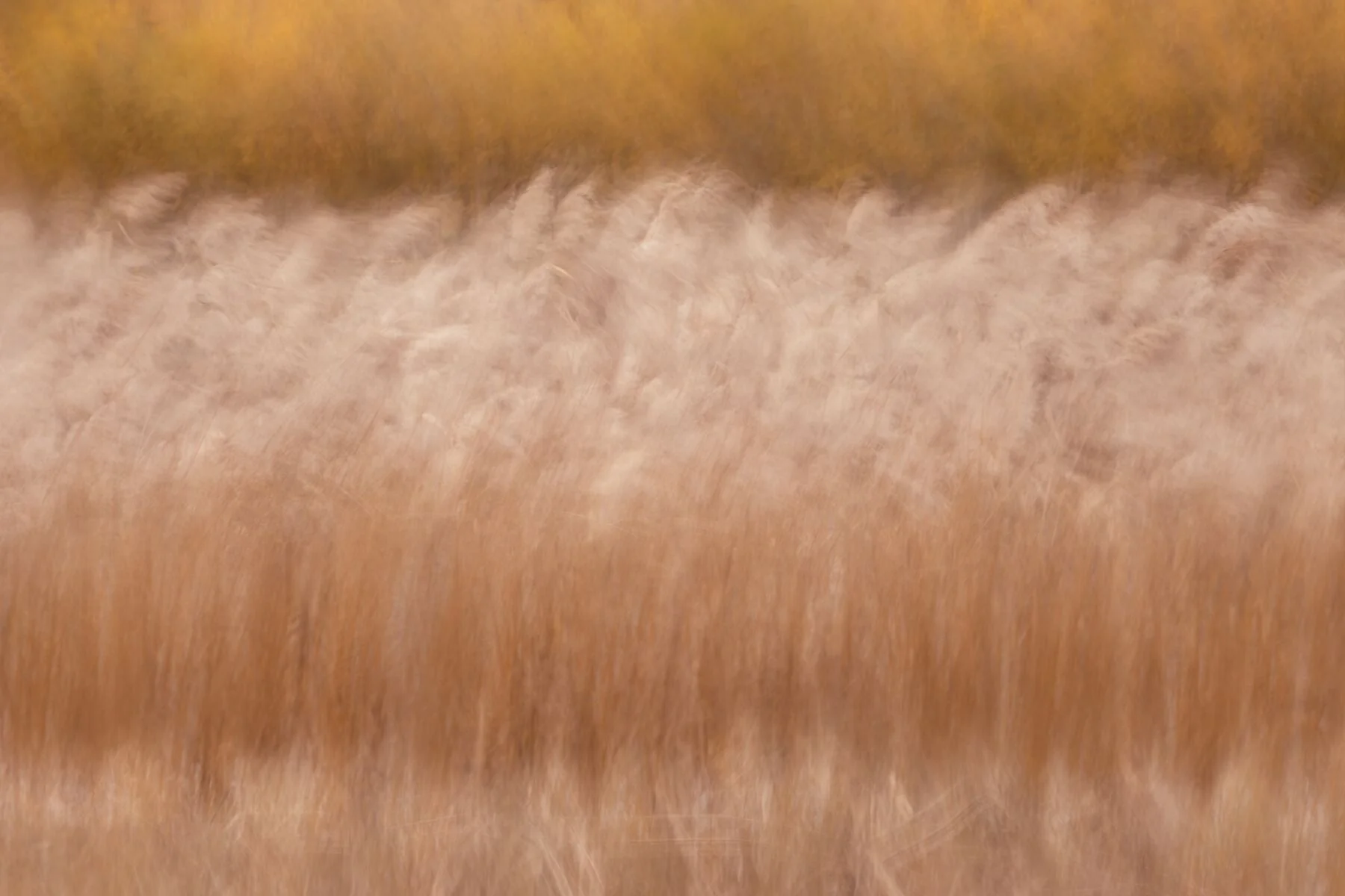 Whispers - Golden Landscape Art Print - Image 4
